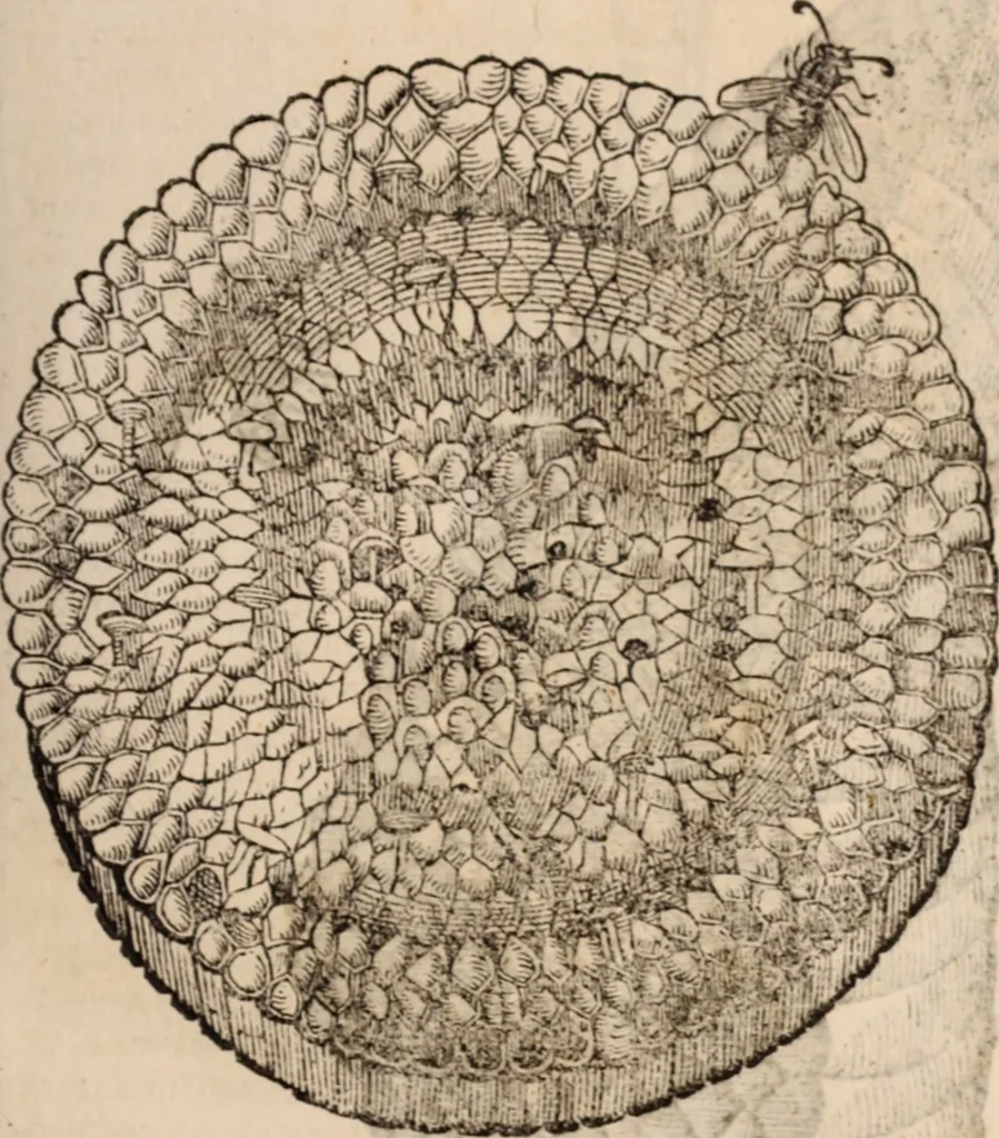 An illustration from De animalibus insectis libri septem : cum singulorum iconibus ad viuum expressis / autore Ulysse Aldrovando ... ; ad sereniss: Franc. Mariam Secundum ..., 1602, leaf 226