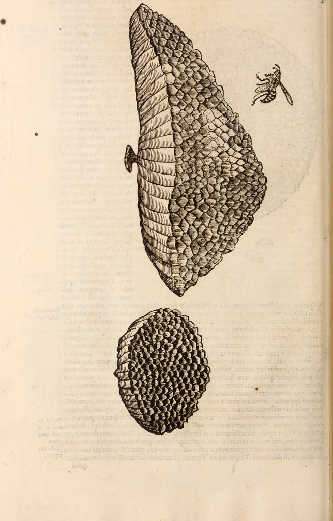 An illustration from De animalibus insectis libri septem : cum singulorum iconibus ad viuum expressis / autore Ulysse Aldrovando ... ; ad sereniss: Franc. Mariam Secundum ..., 1602, leaf 227