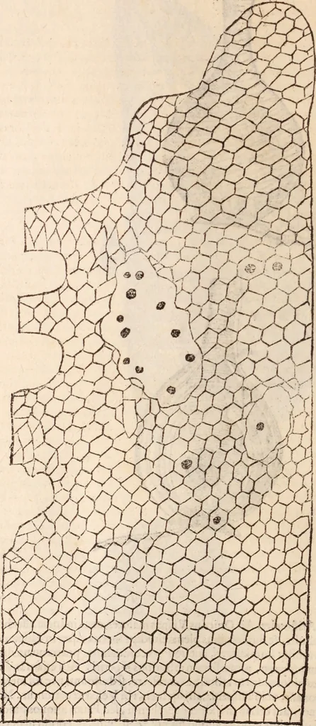 An illustration from De animalibus insectis libri septem : cum singulorum iconibus ad viuum expressis / autore Ulysse Aldrovando ... ; ad sereniss: Franc. Mariam Secundum ..., 1602, leaf 229