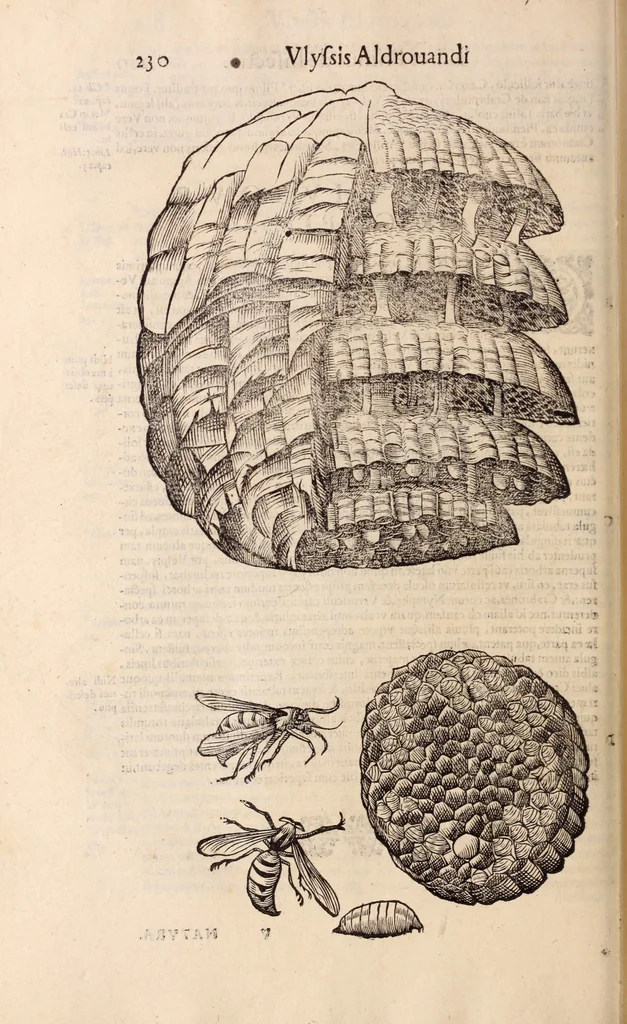 An illustration from De animalibus insectis libri septem : cum singulorum iconibus ad viuum expressis / autore Ulysse Aldrovando ... ; ad sereniss: Franc. Mariam Secundum ..., 1602, leaf 245
