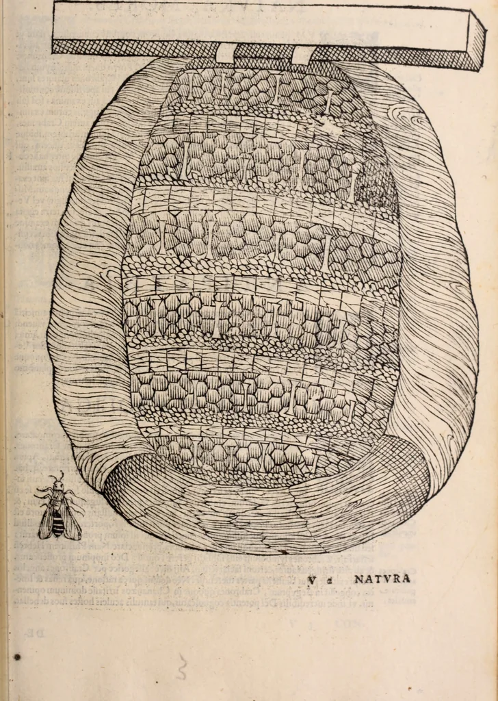 An illustration from De animalibus insectis libri septem : cum singulorum iconibus ad viuum expressis / autore Ulysse Aldrovando ... ; ad sereniss: Franc. Mariam Secundum ..., 1602, leaf 246