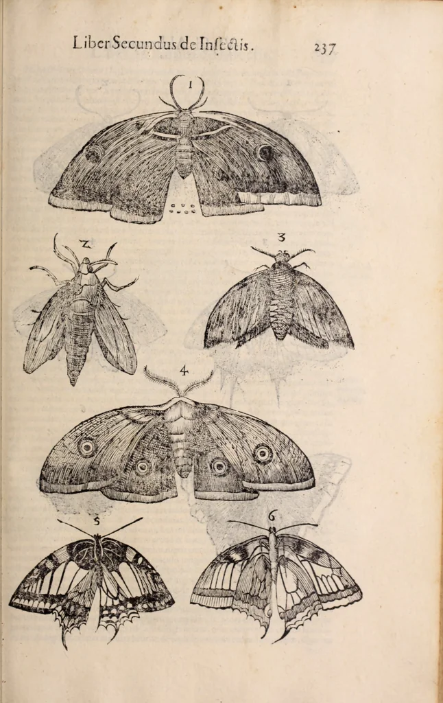 An illustration from De animalibus insectis libri septem : cum singulorum iconibus ad viuum expressis / autore Ulysse Aldrovando ... ; ad sereniss: Franc. Mariam Secundum ..., 1602, leaf 252