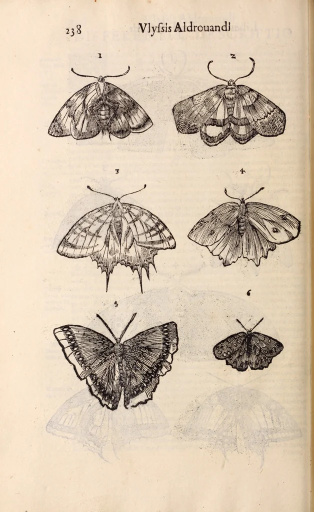 An illustration from De animalibus insectis libri septem : cum singulorum iconibus ad viuum expressis / autore Ulysse Aldrovando ... ; ad sereniss: Franc. Mariam Secundum ..., 1602, leaf 253