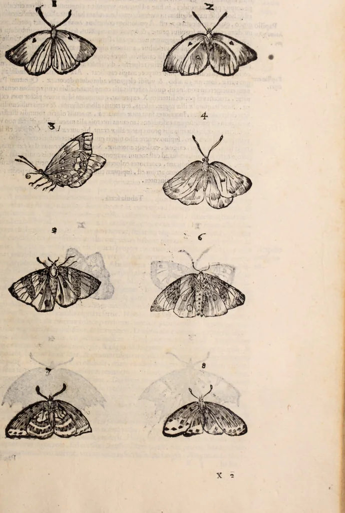 An illustration from De animalibus insectis libri septem : cum singulorum iconibus ad viuum expressis / autore Ulysse Aldrovando ... ; ad sereniss: Franc. Mariam Secundum ..., 1602, leaf 258