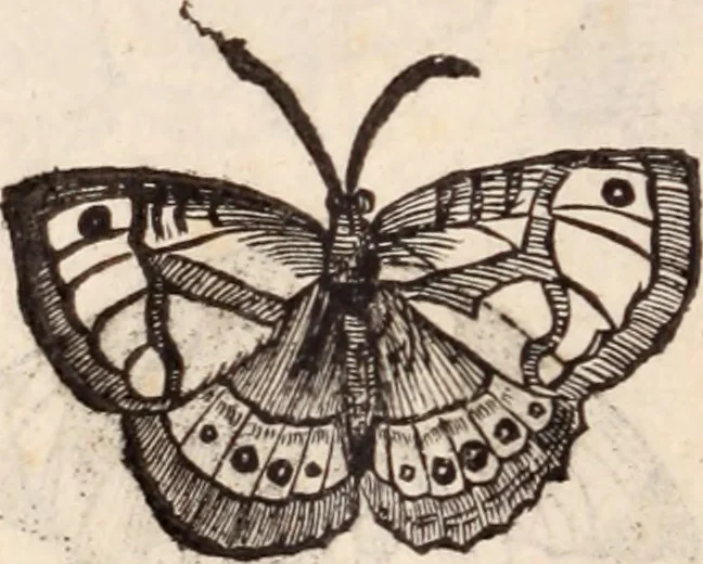 An illustration from De animalibus insectis libri septem : cum singulorum iconibus ad viuum expressis / autore Ulysse Aldrovando ... ; ad sereniss: Franc. Mariam Secundum ..., 1602, leaf 259