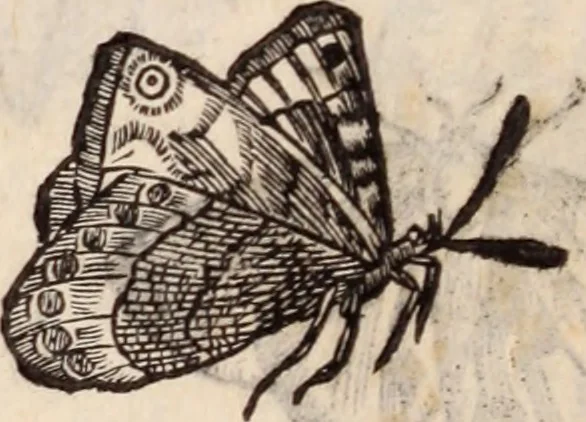 An illustration from De animalibus insectis libri septem : cum singulorum iconibus ad viuum expressis / autore Ulysse Aldrovando ... ; ad sereniss: Franc. Mariam Secundum ..., 1602, leaf 259