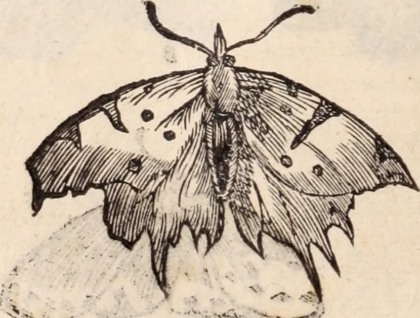 An illustration from De animalibus insectis libri septem : cum singulorum iconibus ad viuum expressis / autore Ulysse Aldrovando ... ; ad sereniss: Franc. Mariam Secundum ..., 1602, leaf 259