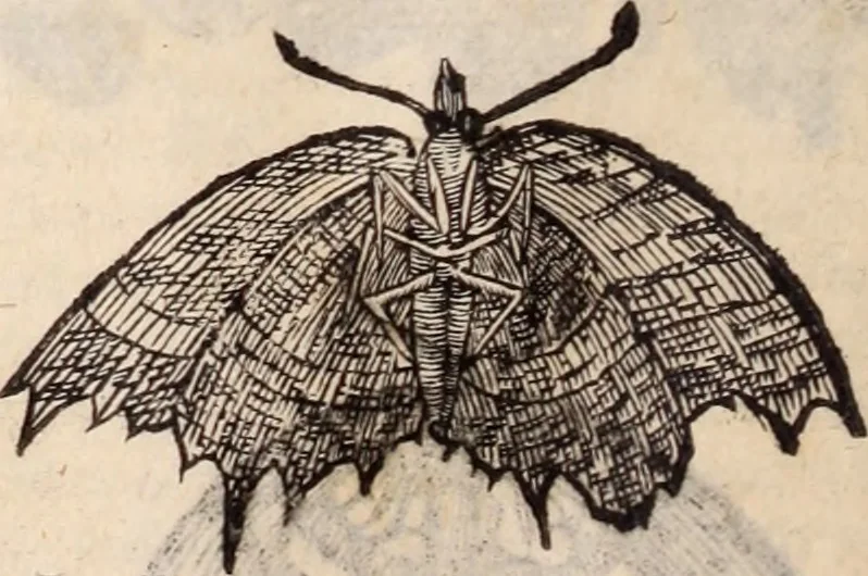 An illustration from De animalibus insectis libri septem : cum singulorum iconibus ad viuum expressis / autore Ulysse Aldrovando ... ; ad sereniss: Franc. Mariam Secundum ..., 1602, leaf 259