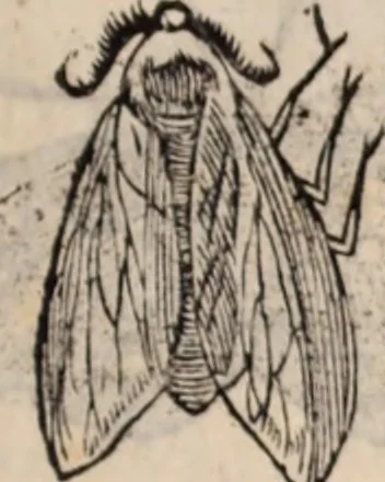 An illustration from De animalibus insectis libri septem : cum singulorum iconibus ad viuum expressis / autore Ulysse Aldrovando ... ; ad sereniss: Franc. Mariam Secundum ..., 1602, leaf 260