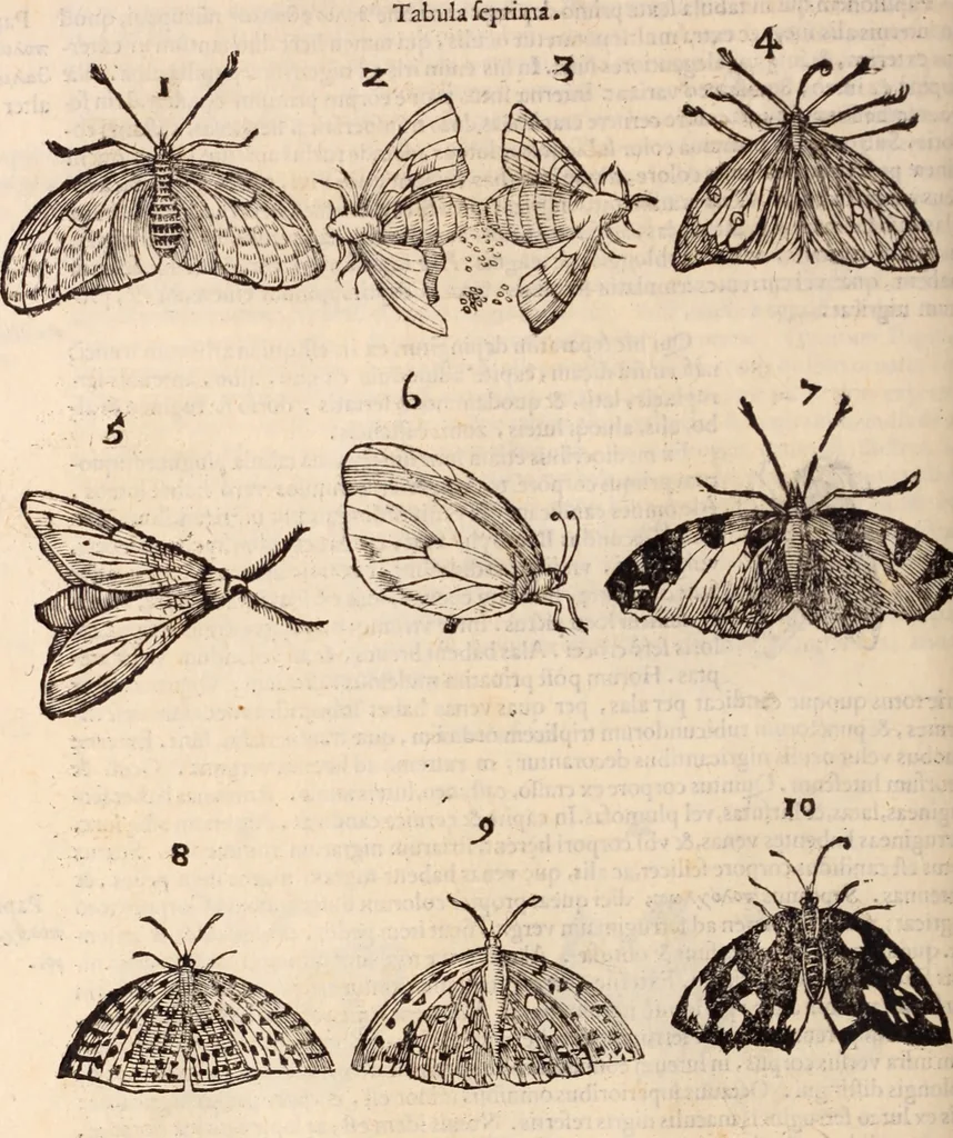 An illustration from De animalibus insectis libri septem : cum singulorum iconibus ad viuum expressis / autore Ulysse Aldrovando ... ; ad sereniss: Franc. Mariam Secundum ..., 1602, leaf 261
