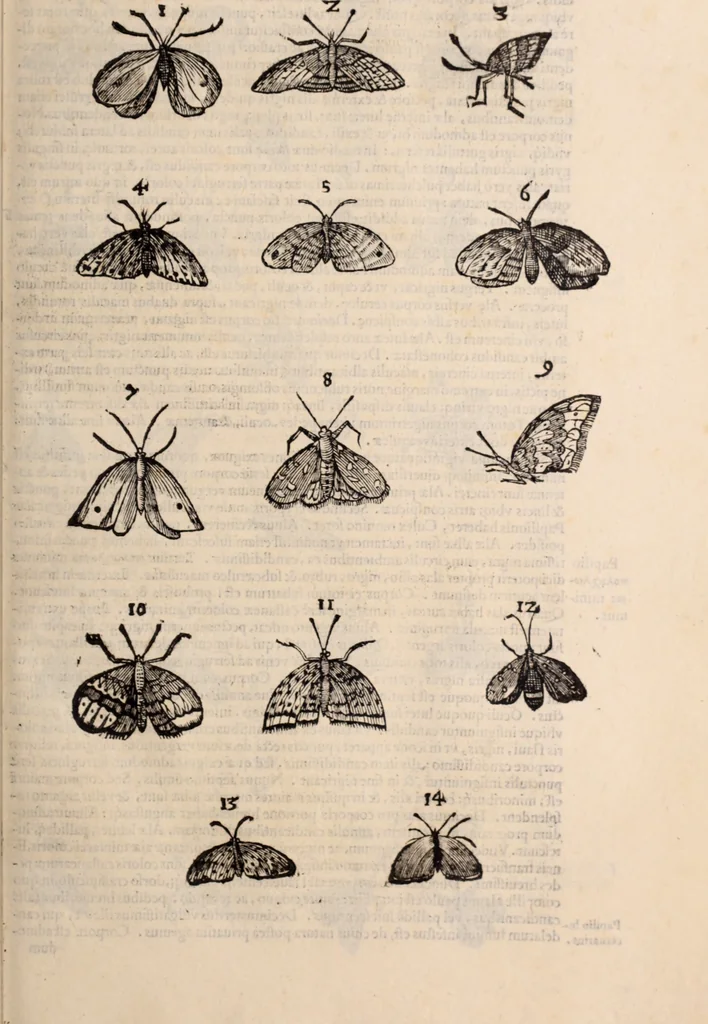 An illustration from De animalibus insectis libri septem : cum singulorum iconibus ad viuum expressis / autore Ulysse Aldrovando ... ; ad sereniss: Franc. Mariam Secundum ..., 1602, leaf 262