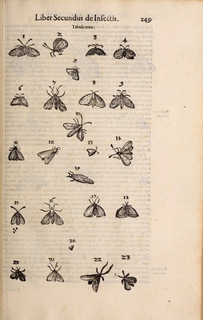 An illustration from De animalibus insectis libri septem : cum singulorum iconibus ad viuum expressis / autore Ulysse Aldrovando ... ; ad sereniss: Franc. Mariam Secundum ..., 1602, leaf 264