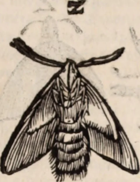 An illustration from De animalibus insectis libri septem : cum singulorum iconibus ad viuum expressis / autore Ulysse Aldrovando ... ; ad sereniss: Franc. Mariam Secundum ..., 1602, leaf 266