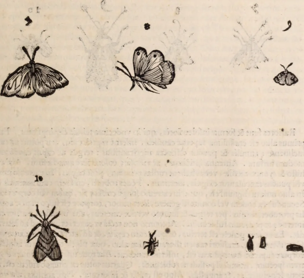 An illustration from De animalibus insectis libri septem : cum singulorum iconibus ad viuum expressis / autore Ulysse Aldrovando ... ; ad sereniss: Franc. Mariam Secundum ..., 1602, leaf 266