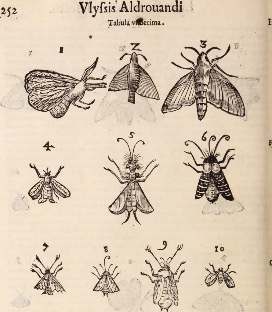 An illustration from De animalibus insectis libri septem : cum singulorum iconibus ad viuum expressis / autore Ulysse Aldrovando ... ; ad sereniss: Franc. Mariam Secundum ..., 1602, leaf 267