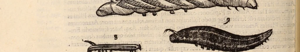 An illustration from De animalibus insectis libri septem : cum singulorum iconibus ad viuum expressis / autore Ulysse Aldrovando ... ; ad sereniss: Franc. Mariam Secundum ..., 1602, leaf 281