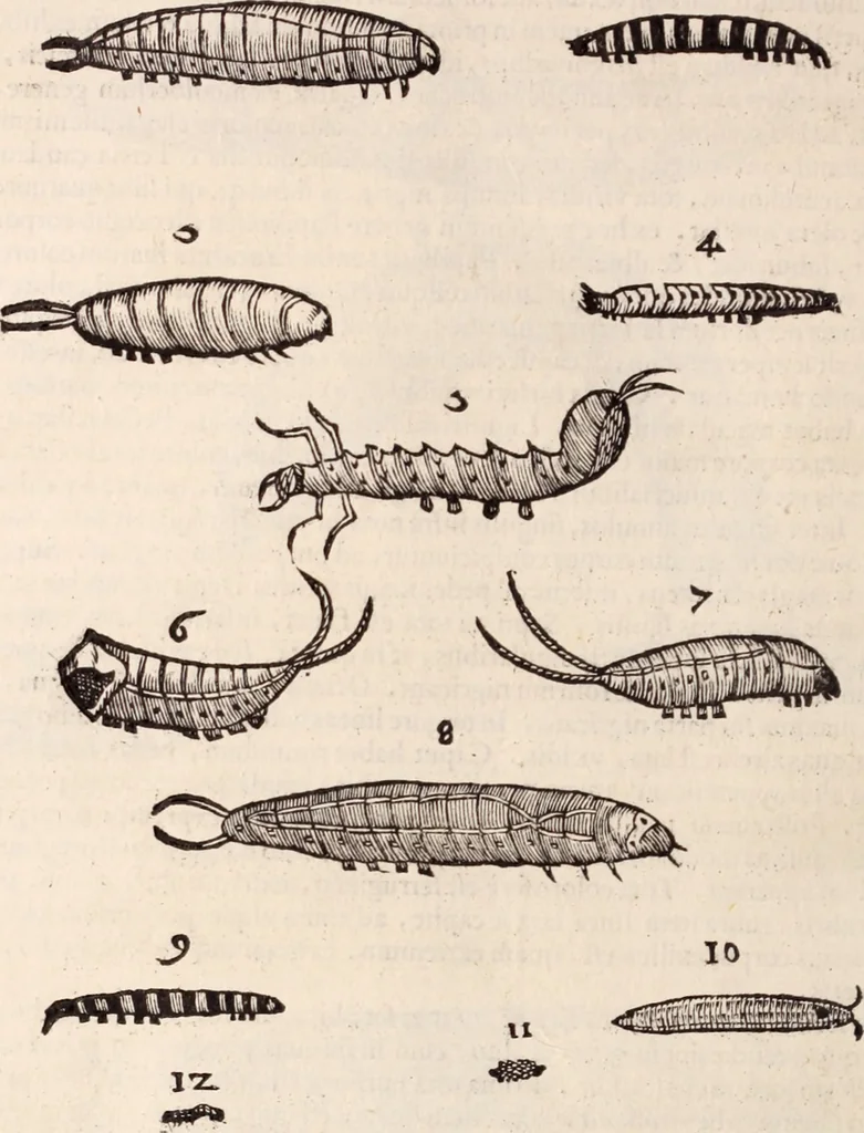 An illustration from De animalibus insectis libri septem : cum singulorum iconibus ad viuum expressis / autore Ulysse Aldrovando ... ; ad sereniss: Franc. Mariam Secundum ..., 1602, leaf 283
