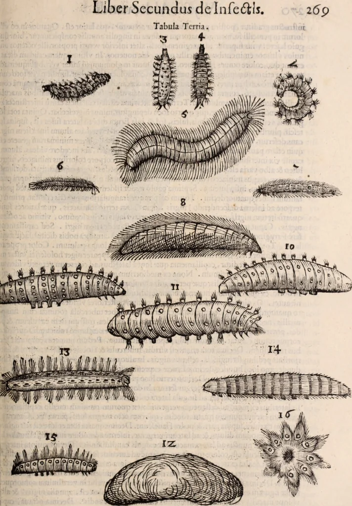 An illustration from De animalibus insectis libri septem : cum singulorum iconibus ad viuum expressis / autore Ulysse Aldrovando ... ; ad sereniss: Franc. Mariam Secundum ..., 1602, leaf 284