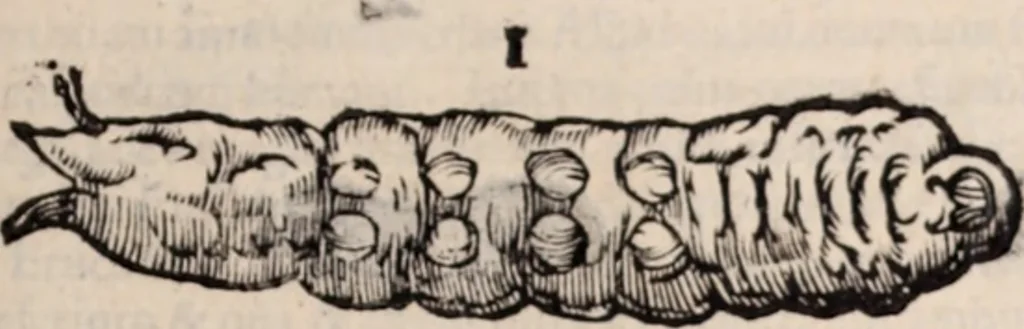 An illustration from De animalibus insectis libri septem : cum singulorum iconibus ad viuum expressis / autore Ulysse Aldrovando ... ; ad sereniss: Franc. Mariam Secundum ..., 1602, leaf 286