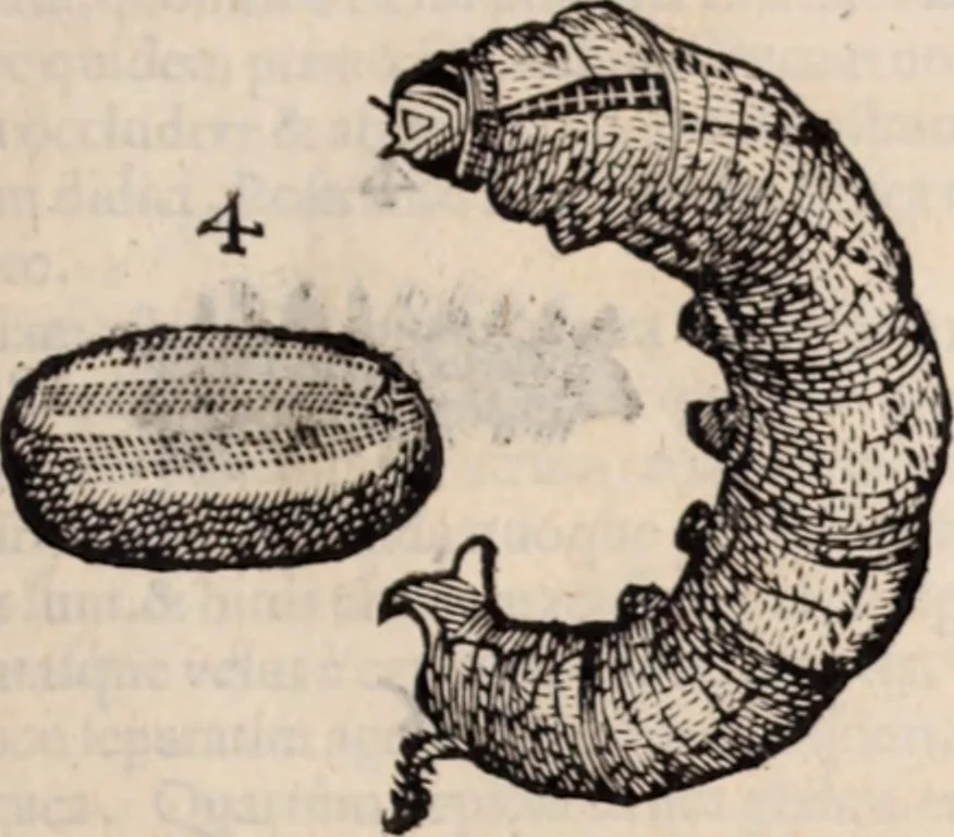 An illustration from De animalibus insectis libri septem : cum singulorum iconibus ad viuum expressis / autore Ulysse Aldrovando ... ; ad sereniss: Franc. Mariam Secundum ..., 1602, leaf 286