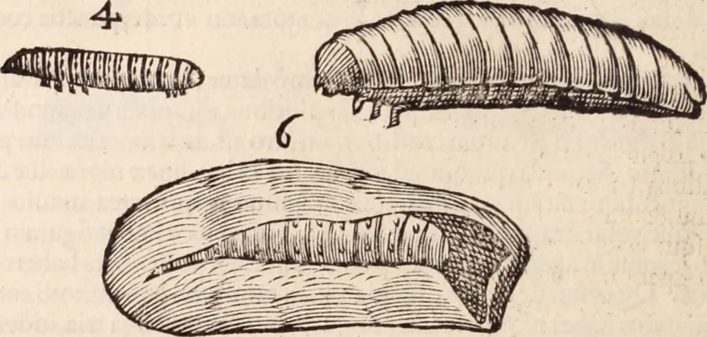 An illustration from De animalibus insectis libri septem : cum singulorum iconibus ad viuum expressis / autore Ulysse Aldrovando ... ; ad sereniss: Franc. Mariam Secundum ..., 1602, leaf 289