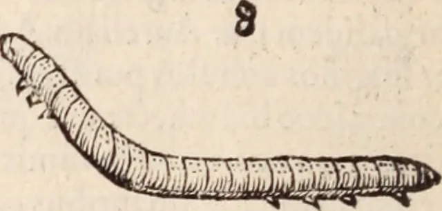 An illustration from De animalibus insectis libri septem : cum singulorum iconibus ad viuum expressis / autore Ulysse Aldrovando ... ; ad sereniss: Franc. Mariam Secundum ..., 1602, leaf 289