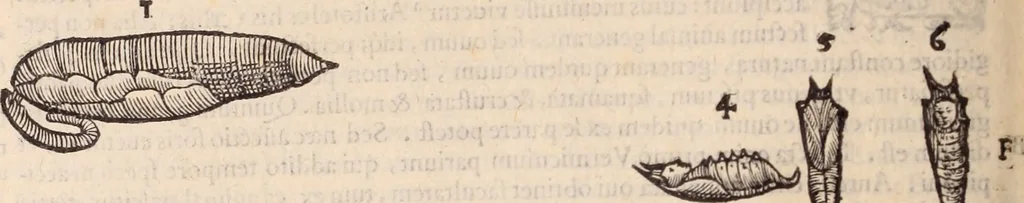 An illustration from De animalibus insectis libri septem : cum singulorum iconibus ad viuum expressis / autore Ulysse Aldrovando ... ; ad sereniss: Franc. Mariam Secundum ..., 1602, leaf 293