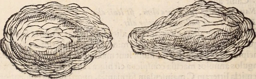 An illustration from De animalibus insectis libri septem : cum singulorum iconibus ad viuum expressis / autore Ulysse Aldrovando ... ; ad sereniss: Franc. Mariam Secundum ..., 1602, leaf 295