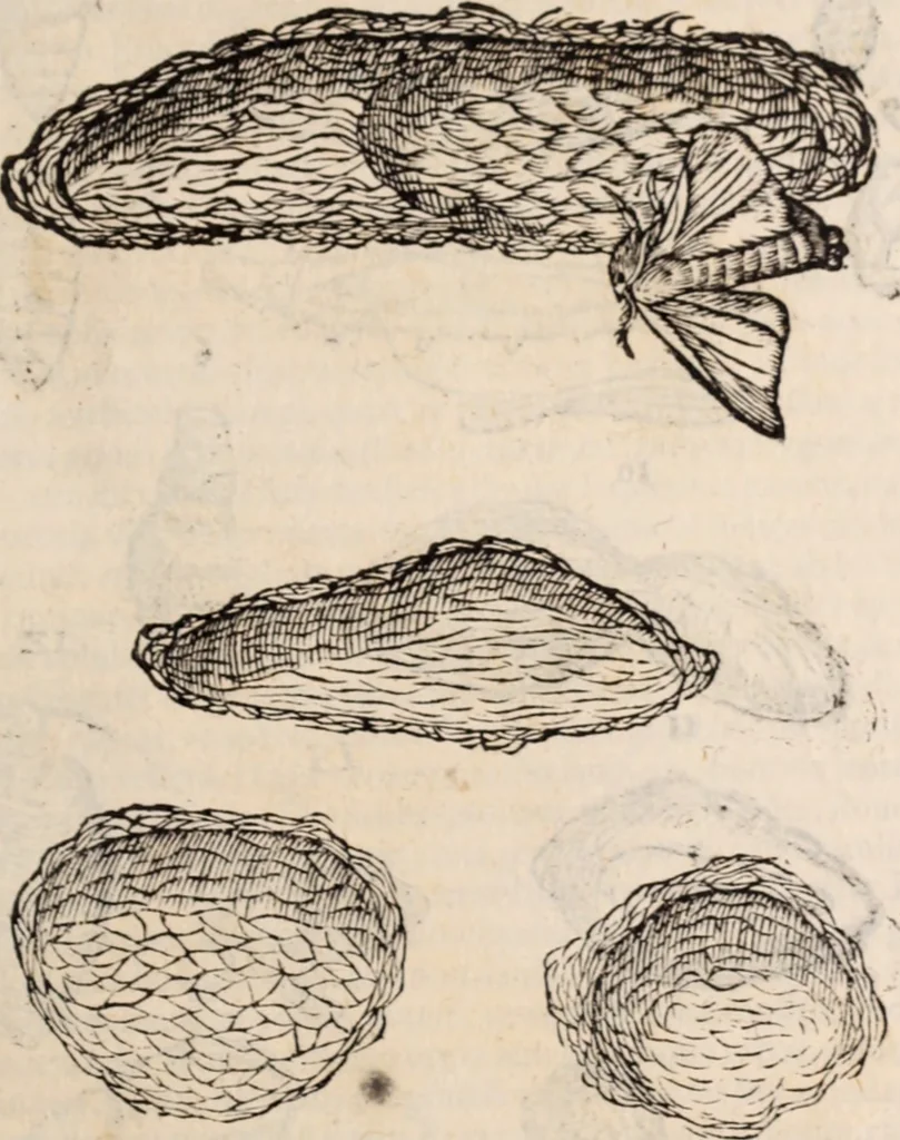 An illustration from De animalibus insectis libri septem : cum singulorum iconibus ad viuum expressis / autore Ulysse Aldrovando ... ; ad sereniss: Franc. Mariam Secundum ..., 1602, leaf 296