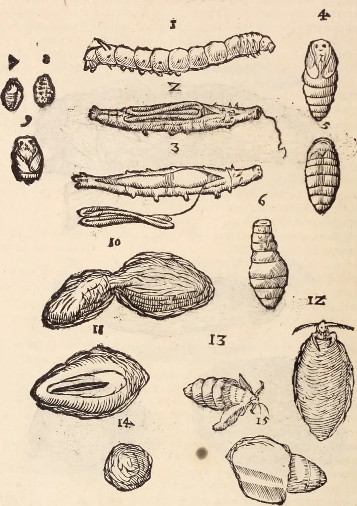 An illustration from De animalibus insectis libri septem : cum singulorum iconibus ad viuum expressis / autore Ulysse Aldrovando ... ; ad sereniss: Franc. Mariam Secundum ..., 1602, leaf 297
