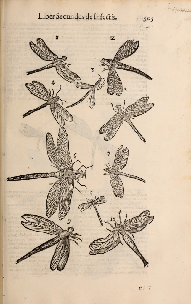 An illustration from De animalibus insectis libri septem : cum singulorum iconibus ad viuum expressis / autore Ulysse Aldrovando ... ; ad sereniss: Franc. Mariam Secundum ..., 1602, leaf 318