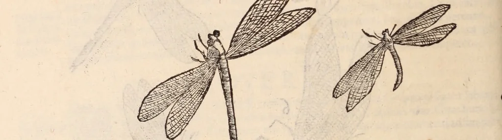 An illustration from De animalibus insectis libri septem : cum singulorum iconibus ad viuum expressis / autore Ulysse Aldrovando ... ; ad sereniss: Franc. Mariam Secundum ..., 1602, leaf 319