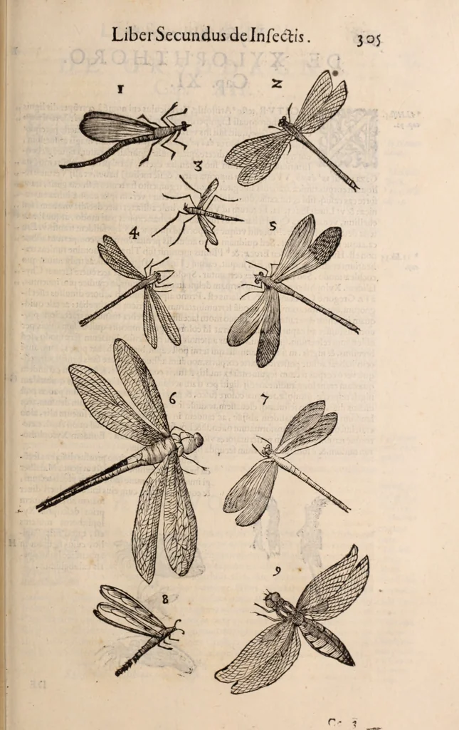 An illustration from De animalibus insectis libri septem : cum singulorum iconibus ad viuum expressis / autore Ulysse Aldrovando ... ; ad sereniss: Franc. Mariam Secundum ..., 1602, leaf 320
