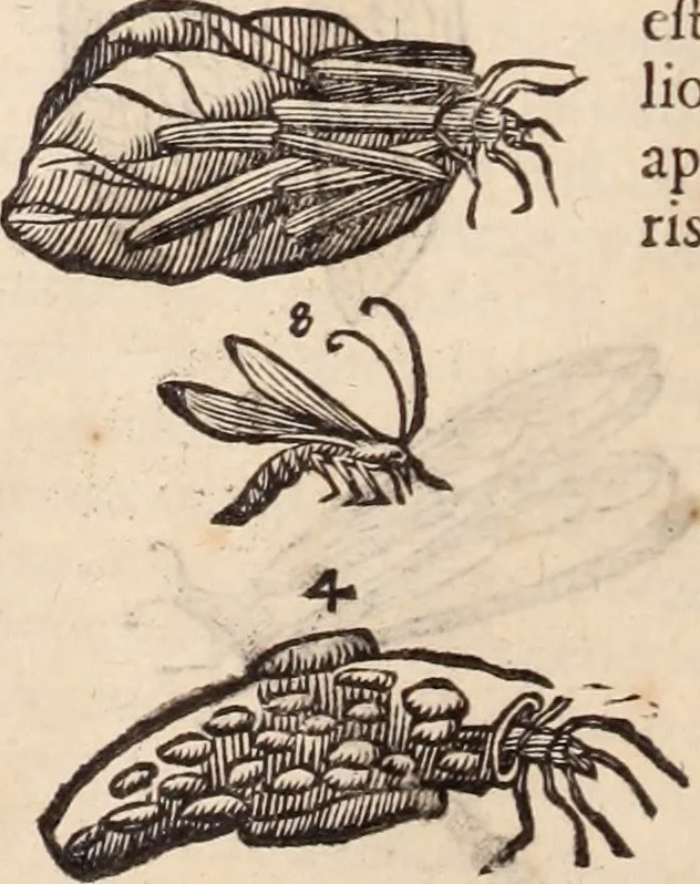 An illustration from De animalibus insectis libri septem : cum singulorum iconibus ad viuum expressis / autore Ulysse Aldrovando ... ; ad sereniss: Franc. Mariam Secundum ..., 1602, leaf 321