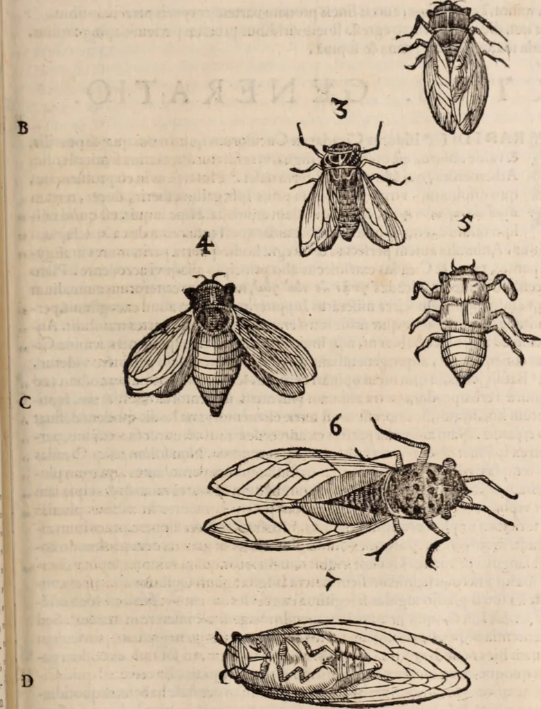 An illustration from De animalibus insectis libri septem : cum singulorum iconibus ad viuum expressis / autore Ulysse Aldrovando ... ; ad sereniss: Franc. Mariam Secundum ..., 1602, leaf 326