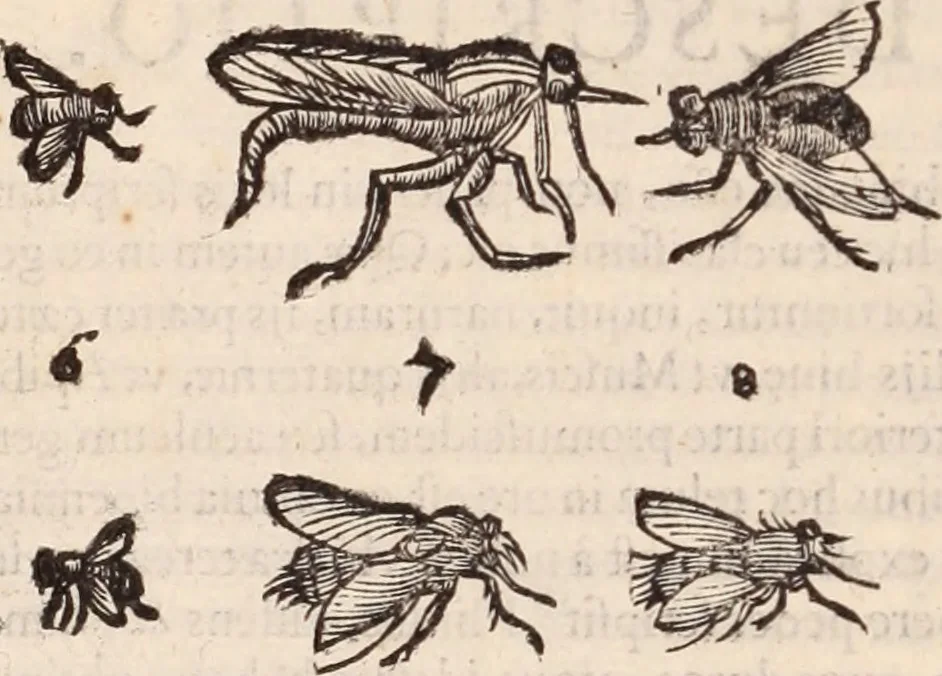 An illustration from De animalibus insectis libri septem : cum singulorum iconibus ad viuum expressis / autore Ulysse Aldrovando ... ; ad sereniss: Franc. Mariam Secundum ..., 1602, leaf 361