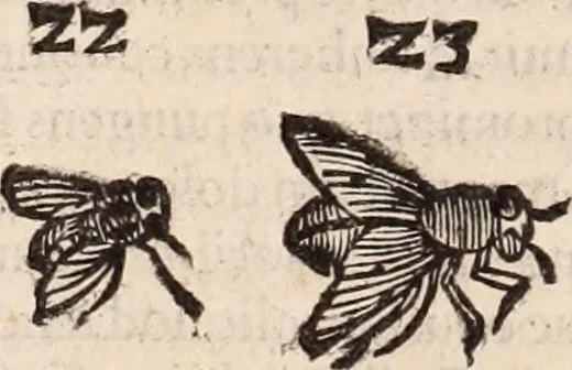 An illustration from De animalibus insectis libri septem : cum singulorum iconibus ad viuum expressis / autore Ulysse Aldrovando ... ; ad sereniss: Franc. Mariam Secundum ..., 1602, leaf 361