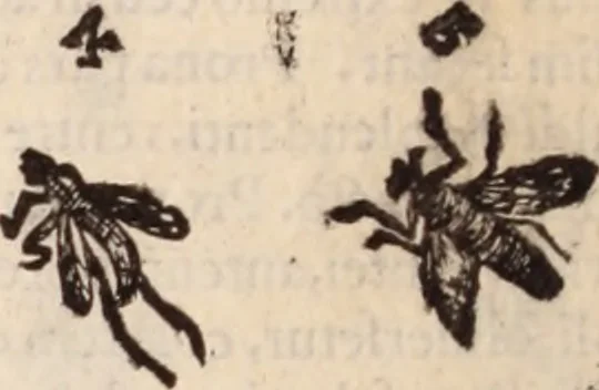 An illustration from De animalibus insectis libri septem : cum singulorum iconibus ad viuum expressis / autore Ulysse Aldrovando ... ; ad sereniss: Franc. Mariam Secundum ..., 1602, leaf 363