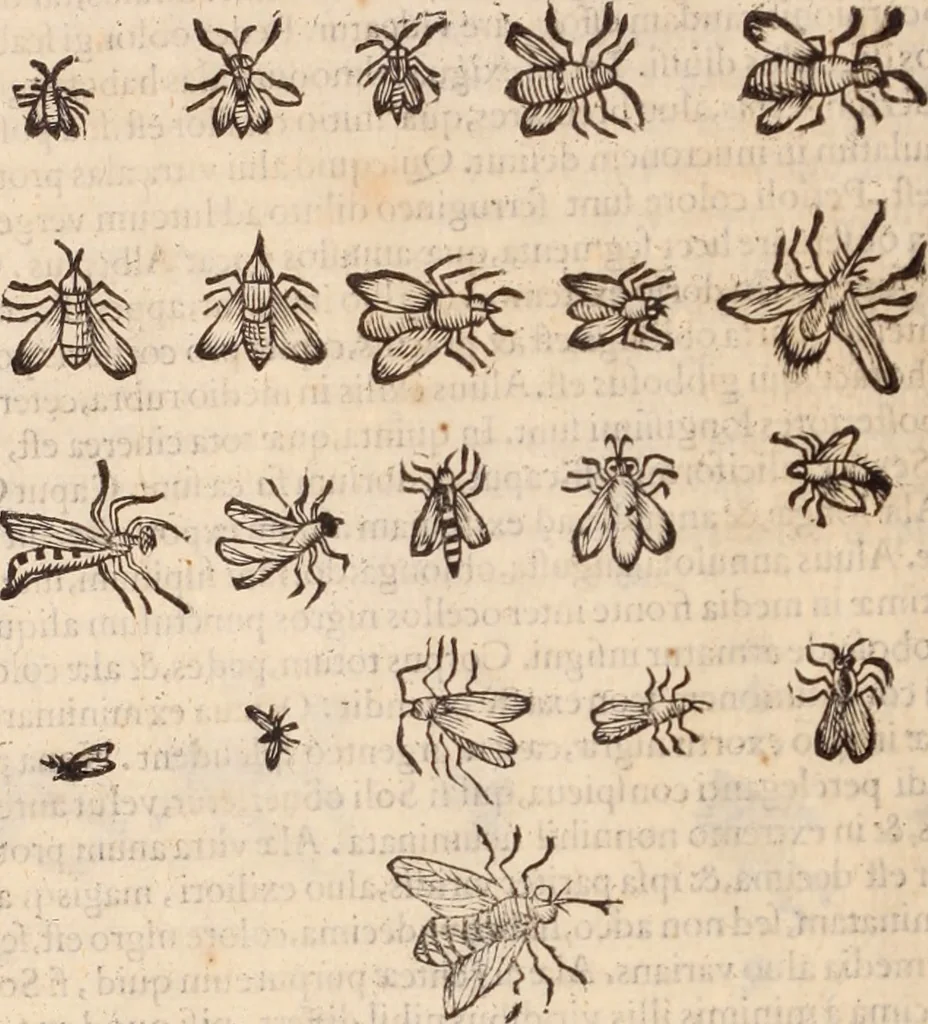 An illustration from De animalibus insectis libri septem : cum singulorum iconibus ad viuum expressis / autore Ulysse Aldrovando ... ; ad sereniss: Franc. Mariam Secundum ..., 1602, leaf 365