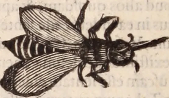 An illustration from De animalibus insectis libri septem : cum singulorum iconibus ad viuum expressis / autore Ulysse Aldrovando ... ; ad sereniss: Franc. Mariam Secundum ..., 1602, leaf 391