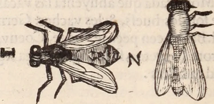 An illustration from De animalibus insectis libri septem : cum singulorum iconibus ad viuum expressis / autore Ulysse Aldrovando ... ; ad sereniss: Franc. Mariam Secundum ..., 1602, leaf 391