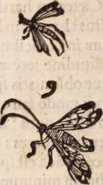 An illustration from De animalibus insectis libri septem : cum singulorum iconibus ad viuum expressis / autore Ulysse Aldrovando ... ; ad sereniss: Franc. Mariam Secundum ..., 1602, leaf 401