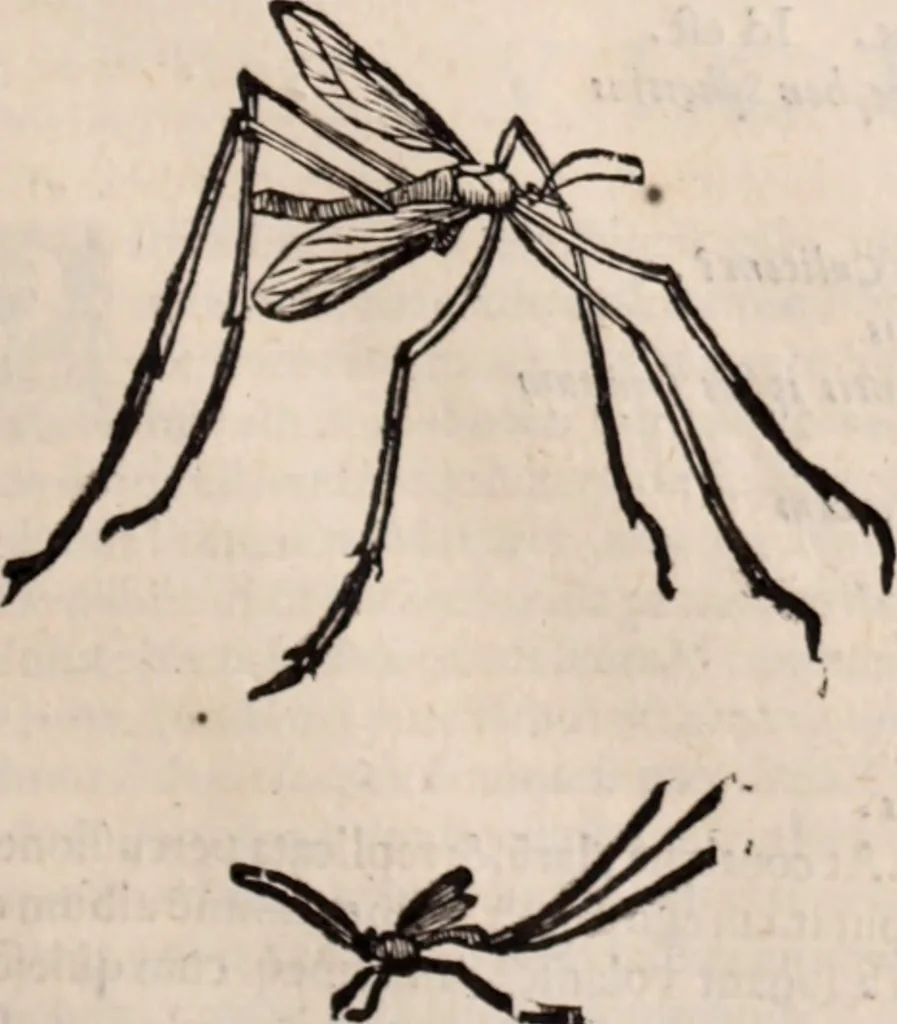 An illustration from De animalibus insectis libri septem : cum singulorum iconibus ad viuum expressis / autore Ulysse Aldrovando ... ; ad sereniss: Franc. Mariam Secundum ..., 1602, leaf 402