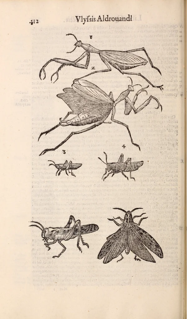 An illustration from De animalibus insectis libri septem : cum singulorum iconibus ad viuum expressis / autore Ulysse Aldrovando ... ; ad sereniss: Franc. Mariam Secundum ..., 1602, leaf 427