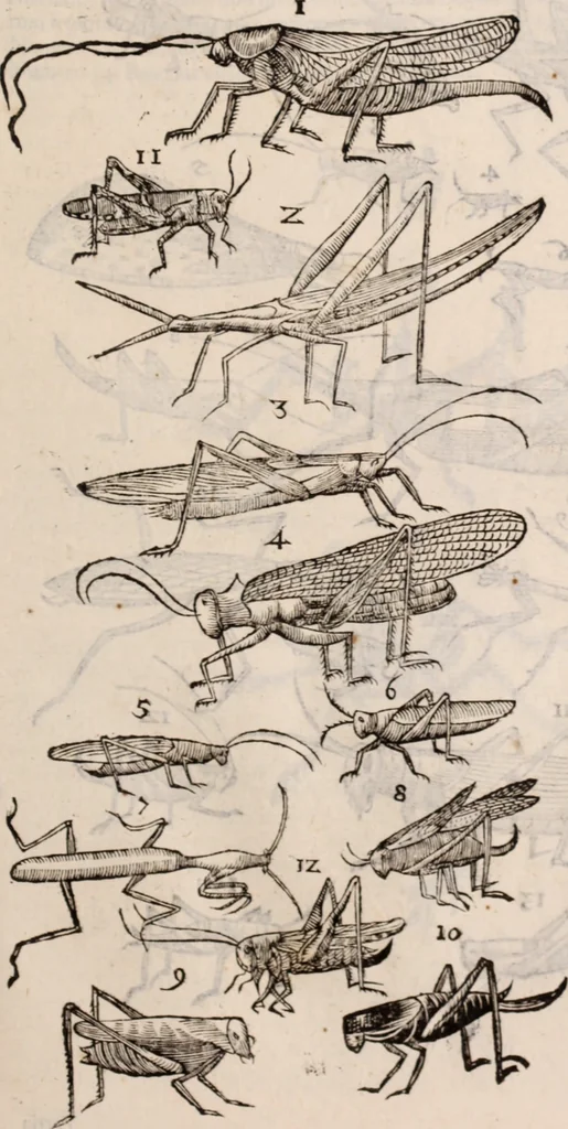 An illustration from De animalibus insectis libri septem : cum singulorum iconibus ad viuum expressis / autore Ulysse Aldrovando ... ; ad sereniss: Franc. Mariam Secundum ..., 1602, leaf 428