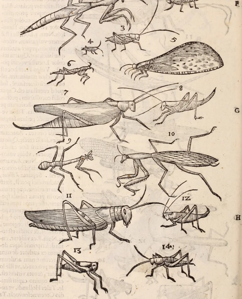 An illustration from De animalibus insectis libri septem : cum singulorum iconibus ad viuum expressis / autore Ulysse Aldrovando ... ; ad sereniss: Franc. Mariam Secundum ..., 1602, leaf 429