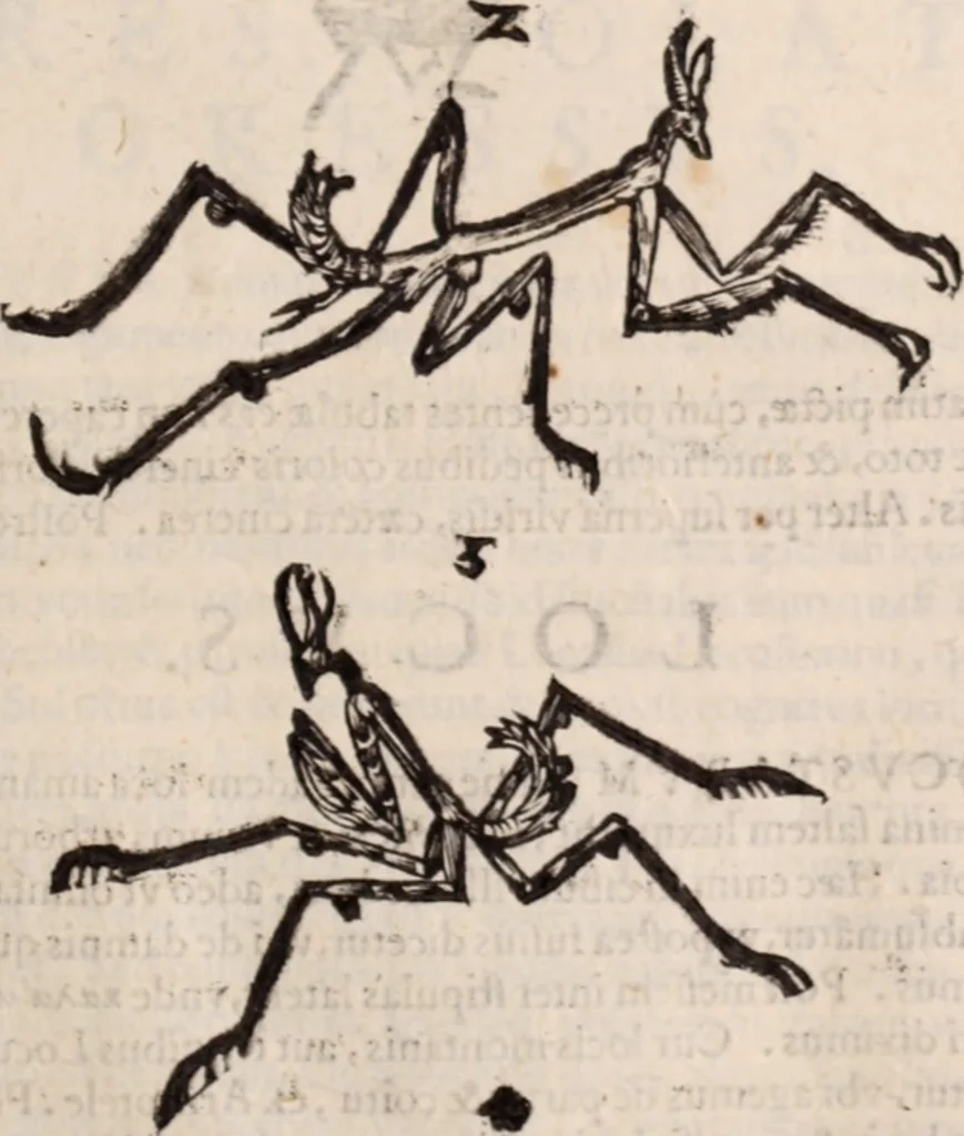 An illustration from De animalibus insectis libri septem : cum singulorum iconibus ad viuum expressis / autore Ulysse Aldrovando ... ; ad sereniss: Franc. Mariam Secundum ..., 1602, leaf 430