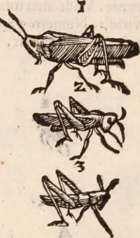 An illustration from De animalibus insectis libri septem : cum singulorum iconibus ad viuum expressis / autore Ulysse Aldrovando ... ; ad sereniss: Franc. Mariam Secundum ..., 1602, leaf 431