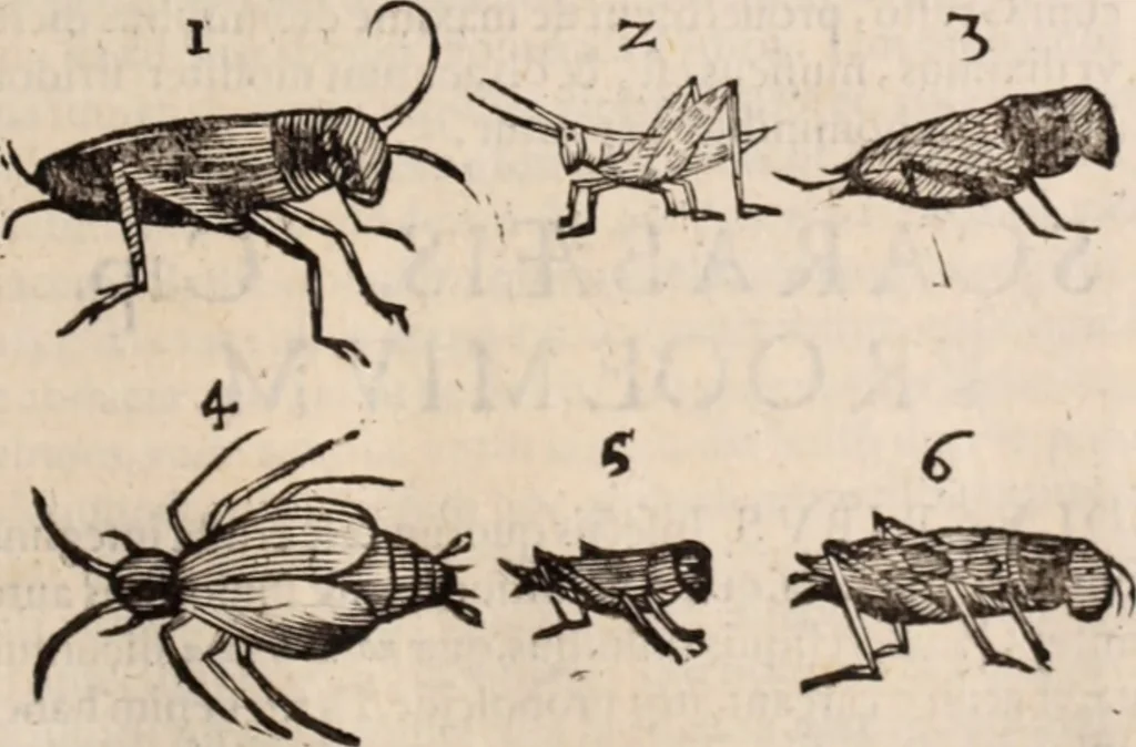 An illustration from De animalibus insectis libri septem : cum singulorum iconibus ad viuum expressis / autore Ulysse Aldrovando ... ; ad sereniss: Franc. Mariam Secundum ..., 1602, leaf 458