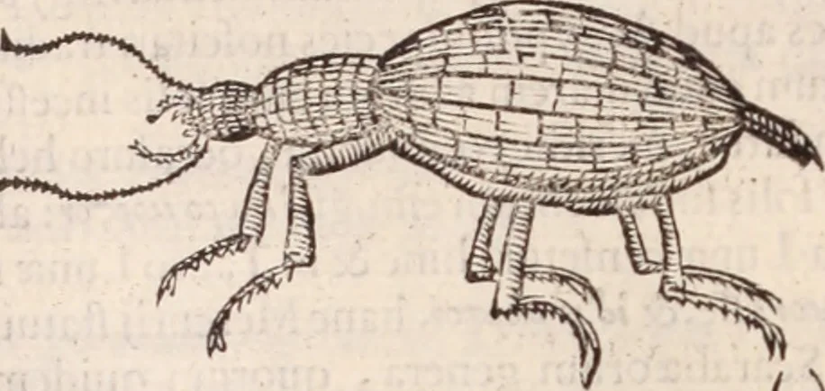 An illustration from De animalibus insectis libri septem : cum singulorum iconibus ad viuum expressis / autore Ulysse Aldrovando ... ; ad sereniss: Franc. Mariam Secundum ..., 1602, leaf 465